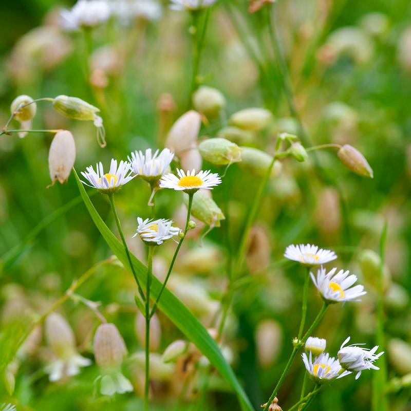 Herbarium_3