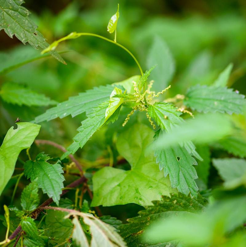 Herbarium_2
