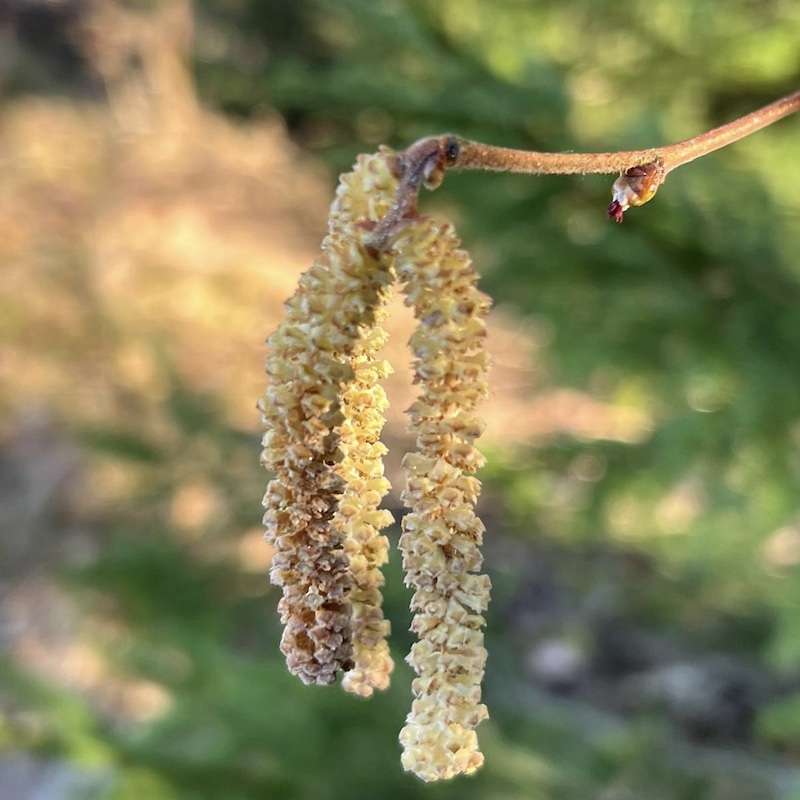 Herbarium_Haselkätzchen